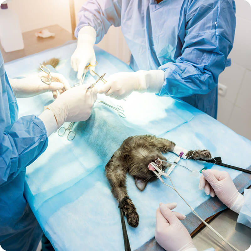 Sebészeti szolgáltatások